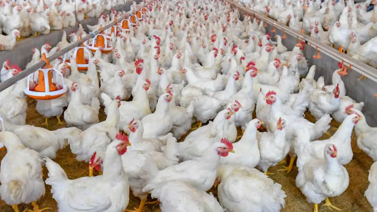 Bird Flu