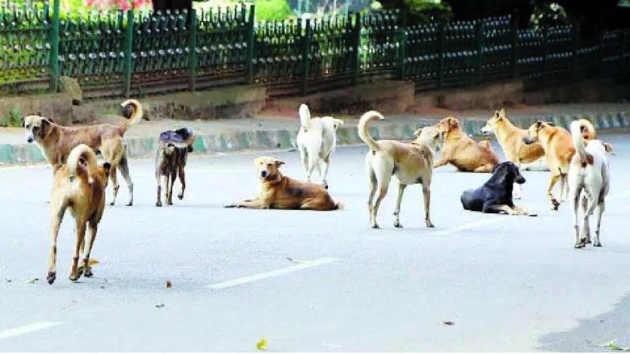 Mumbai News Increasing incidents of cruelty to animals  