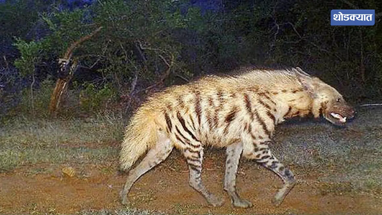 Pune News Indian Hyena Spotted in Wagholis Green Sunrise Hil
