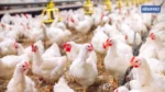 bird flu