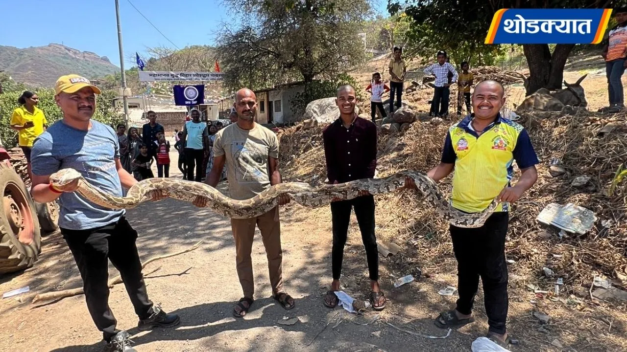 13 Foot Python Rescue