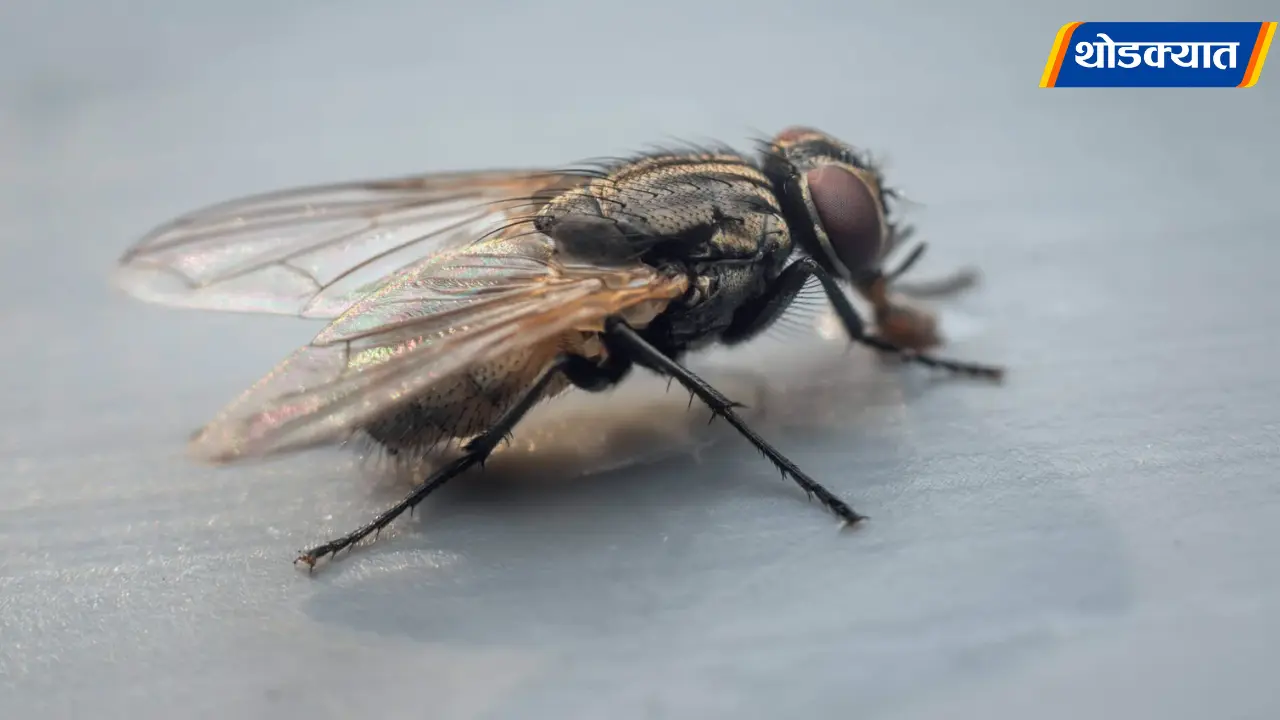House Flies
