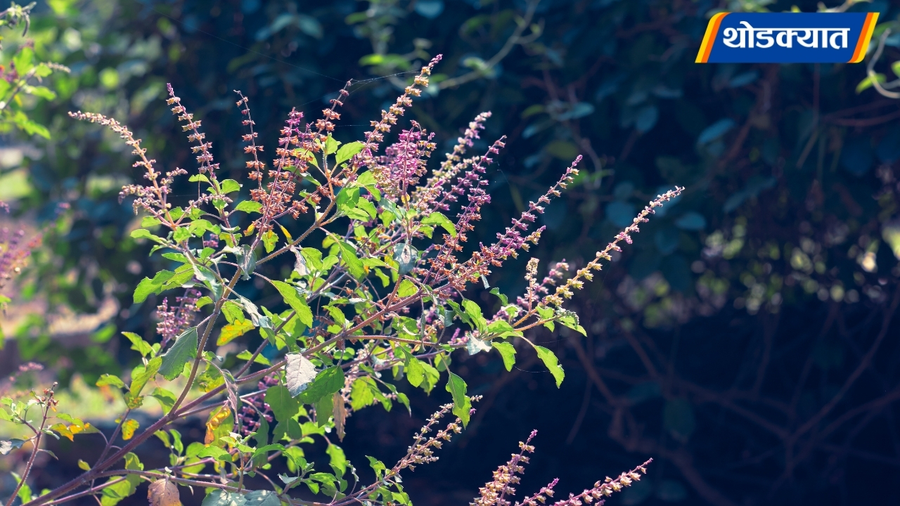 Tulsi