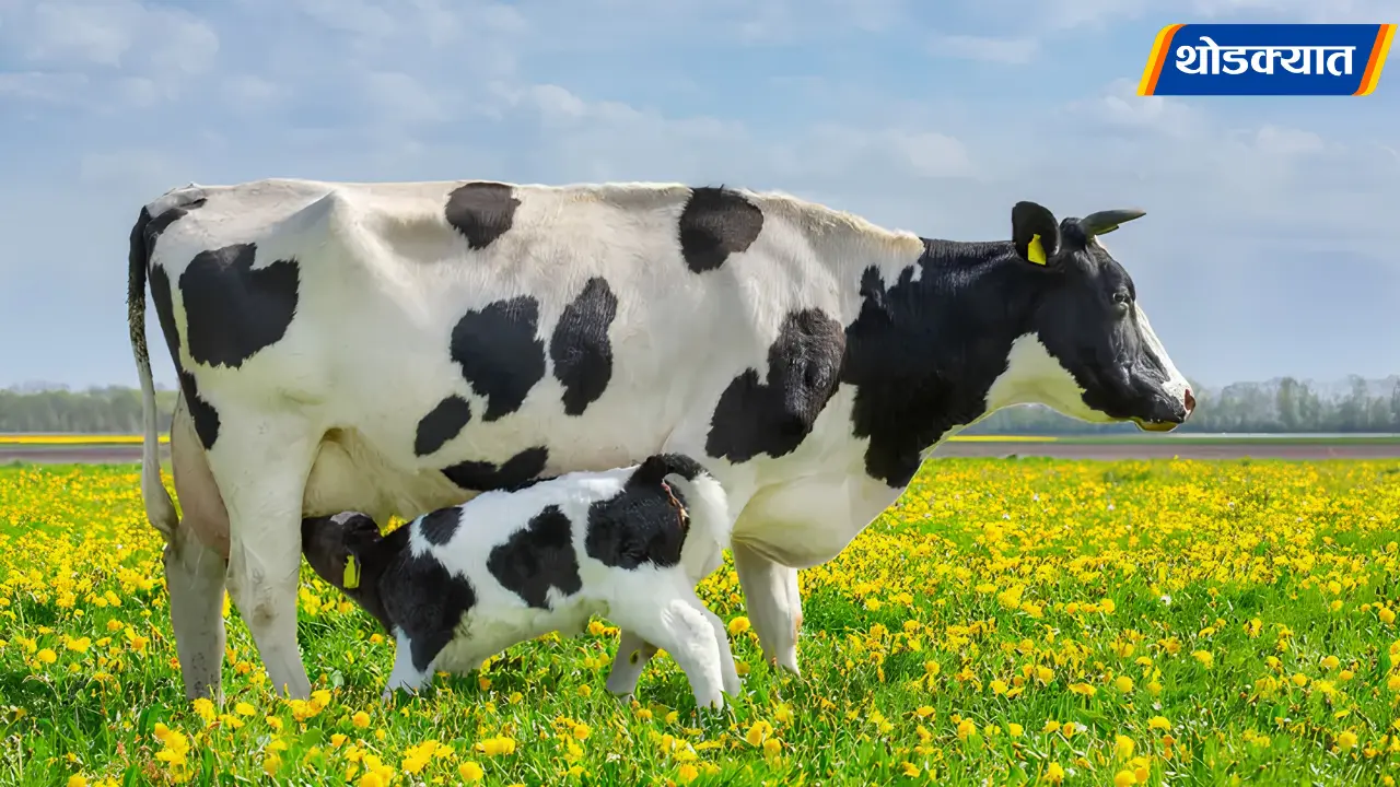 Livestock Insurance Scheme